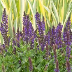 Salvia X Sylvestris 'May Night' -Planticaa Sales Store x600 20216