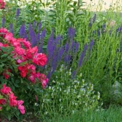 Salvia X Sylvestris 'May Night' -Planticaa Sales Store x600 20217