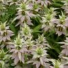 Monarda Punctata -Planticaa Sales Store x600 20379