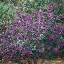 Callicarpa Pearl Glam® -Planticaa Sales Store x600 20411