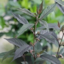 Callicarpa Pearl Glam® -Planticaa Sales Store x600 20412