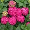 Hydrangea Macrophylla Endless Summer® Summer Crush® -Planticaa Sales Store x600 20431