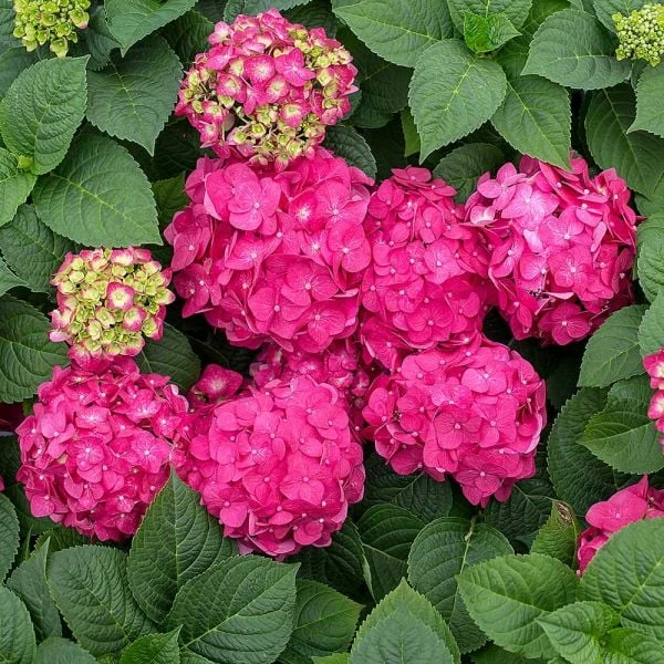 Hydrangea Macrophylla Endless Summer® Summer Crush® 3 Hydrangea Macrophylla Endless Summer® Summer Crush®