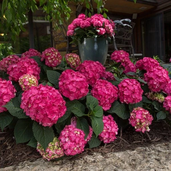 Hydrangea Macrophylla Endless Summer® Summer Crush® 4 Hydrangea Macrophylla Endless Summer® Summer Crush® - Image 2