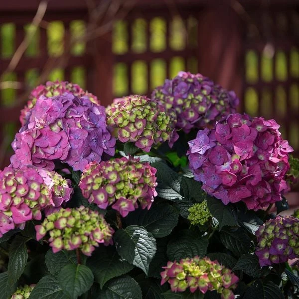 Hydrangea Macrophylla Endless Summer® Summer Crush® 5 Hydrangea Macrophylla Endless Summer® Summer Crush® - Image 3