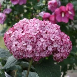 Hydrangea Arborescens Invincibelle Mini Mauvette® -Planticaa Sales Store x600 20441