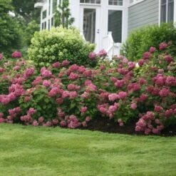 Hydrangea Arborescens Invincibelle Mini Mauvette® -Planticaa Sales Store x600 20442