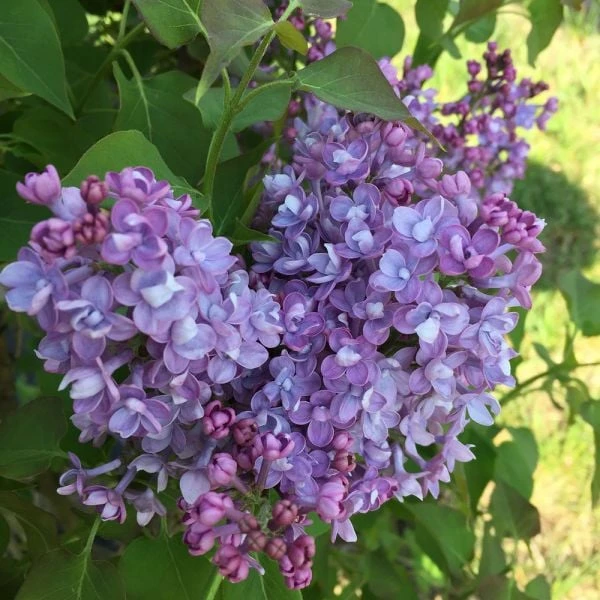 Syringa X Hyacinthiflora Scentara® Double Blue 3 Syringa X Hyacinthiflora Scentara® Double Blue