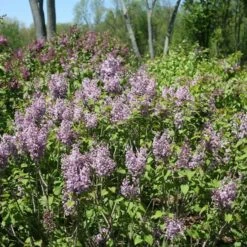 Syringa X Hyacinthiflora Scentara® Double Blue 7 Syringa X Hyacinthiflora Scentara® Double Blue -Planticaa Sales Store x600 20463