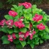 Hydrangea Macrophylla Cherry Explosion -Planticaa Sales Store x600 20473