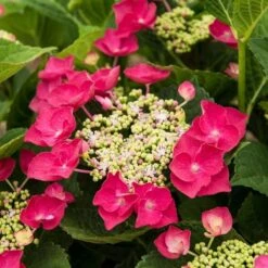 Hydrangea Macrophylla Cherry Explosion -Planticaa Sales Store x600 20475