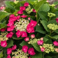 Hydrangea Macrophylla Cherry Explosion -Planticaa Sales Store x600 20476