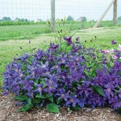 Clematis Sapphire Indigo™ 9 Clematis Sapphire Indigo™ -Planticaa Sales Store x600 20491