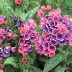 Pulmonaria 'Raspberry Splash' -Planticaa Sales Store x600 20497