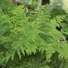 Athyrium Filix-femina - Lady Fern -Planticaa Sales Store x600 20525