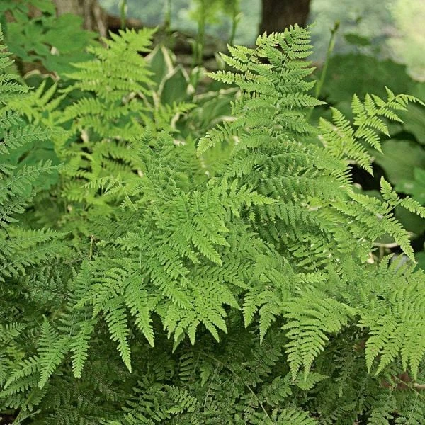 Athyrium Filix-femina - Lady Fern 3 Athyrium Filix-femina - Lady Fern