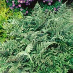 Athyrium Niponicum Var. Pictum - Japanese Painted Fern -Planticaa Sales Store x600 20526