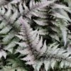 Athyrium Niponicum Var. Pictum - Japanese Painted Fern 2 Athyrium Niponicum Var. Pictum - Japanese Painted Fern -Planticaa Sales Store x600 20527