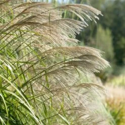 Ornamental Grass: Miscanthus Sinensis 'Silver Feather' -Planticaa Sales Store x600 20535
