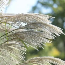 Ornamental Grass: Miscanthus Sinensis 'Silver Feather' -Planticaa Sales Store x600 20536