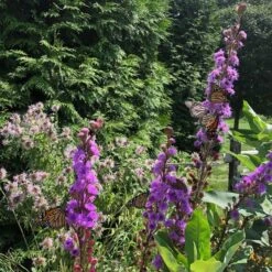 Liatris Ligulistylis 9 Liatris Ligulistylis -Planticaa Sales Store x600 20545