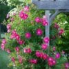 Rose 'William Baffin' -Planticaa Sales Store x600 20605