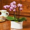 Purple-and-white Mini Moth Orchids In Ceramic Cachepot -Planticaa Sales Store x600 20860