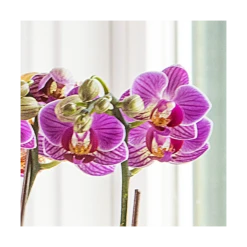 Purple-and-white Mini Moth Orchids In Ceramic Cachepot -Planticaa Sales Store x600 20862