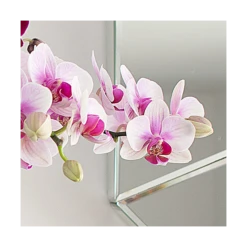Blush White Compact Moth Orchids In 5" Ceramic Cachepot 7 Blush White Compact Moth Orchids In 5" Ceramic Cachepot -Planticaa Sales Store x600 20863