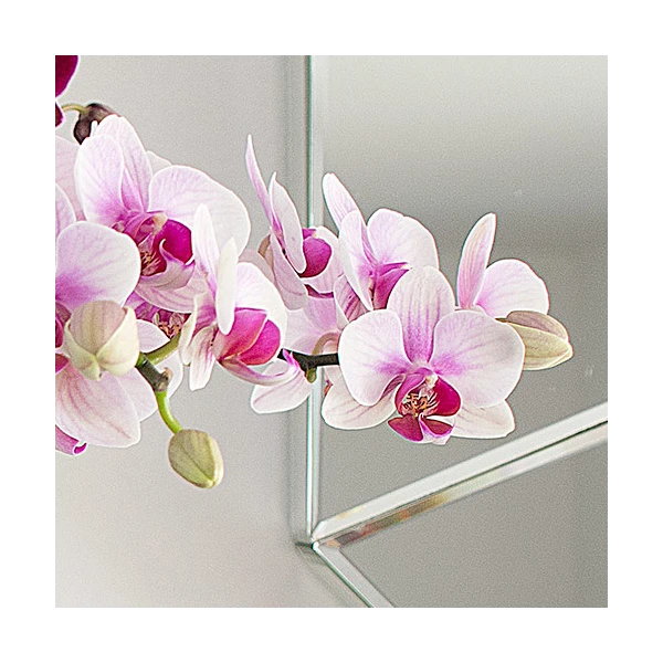 Blush White Compact Moth Orchids In 5" Ceramic Cachepot 5 Blush White Compact Moth Orchids In 5" Ceramic Cachepot - Image 3