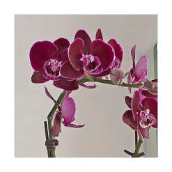 Burgundy Compact Moth Orchids In 5" Ceramic Cachepot -Planticaa Sales Store x600 20864