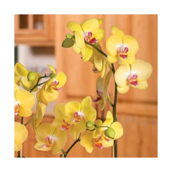 Yellow Moth Orchid In 5" White Ceramic Cachepot -Planticaa Sales Store x600 20866