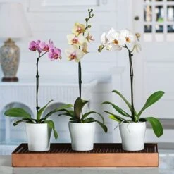 White Moth Orchid In 5" White Ceramic Cachepot -Planticaa Sales Store x600 20889 1