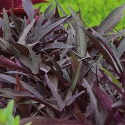 Pollinator Pleaser Annual Collection 12 Pollinator Pleaser Annual Collection -Planticaa Sales Store x600 20995