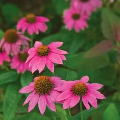 Pollinator Garden For Sun 15 Pollinator Garden For Sun -Planticaa Sales Store x600 21009