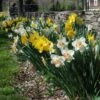 The Works Daffodil Mix, Southern Style