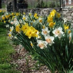 The Works Daffodil Mix, Southern Style