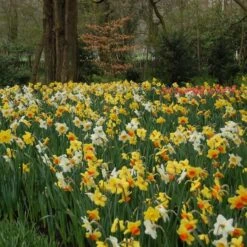 Professional's Naturalizing Daffodil Mix -Planticaa Sales Store x600 21134