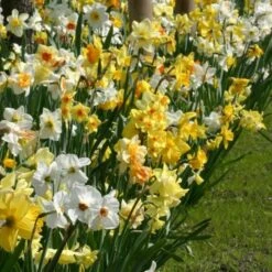 The Works Daffodil Mix -Planticaa Sales Store x600 21137 2