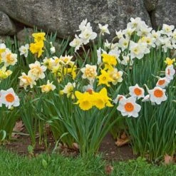 The Works Daffodil Mix, Southern Style -Planticaa Sales Store x600 21138