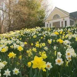 The Works Daffodil Mix, Southern Style -Planticaa Sales Store x600 21139