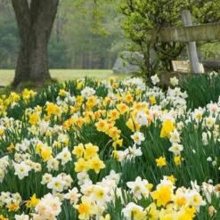 The Works Daffodil Mix, Southern Style -Planticaa Sales Store x600 21140
