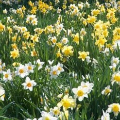 The Works Daffodil Mix -Planticaa Sales Store x600 21141 1