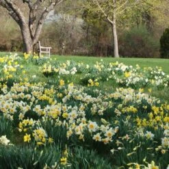 Professional's Naturalizing Daffodil Mix -Planticaa Sales Store x600 21147
