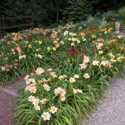 Crescendo Daylily (Hemerocallis) Collection -Planticaa Sales Store x600 21188