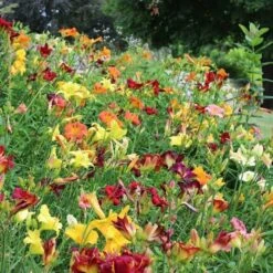 Crescendo Daylily (Hemerocallis) Collection -Planticaa Sales Store x600 21190