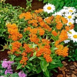 Asclepias Tuberosa 11 Asclepias Tuberosa -Planticaa Sales Store x600 21199