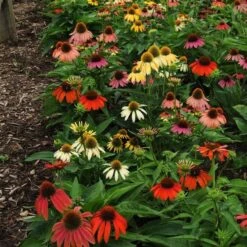 Echinacea 'Cheyenne Spirit' 8 Echinacea 'Cheyenne Spirit' -Planticaa Sales Store x600 21202