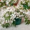 Jasmine In A Hanging Pot -Planticaa Sales Store x600 21216