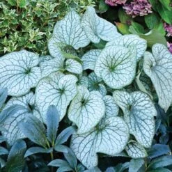 Brunnera Macrophylla 'Alexander's Great' -Planticaa Sales Store x600 21218